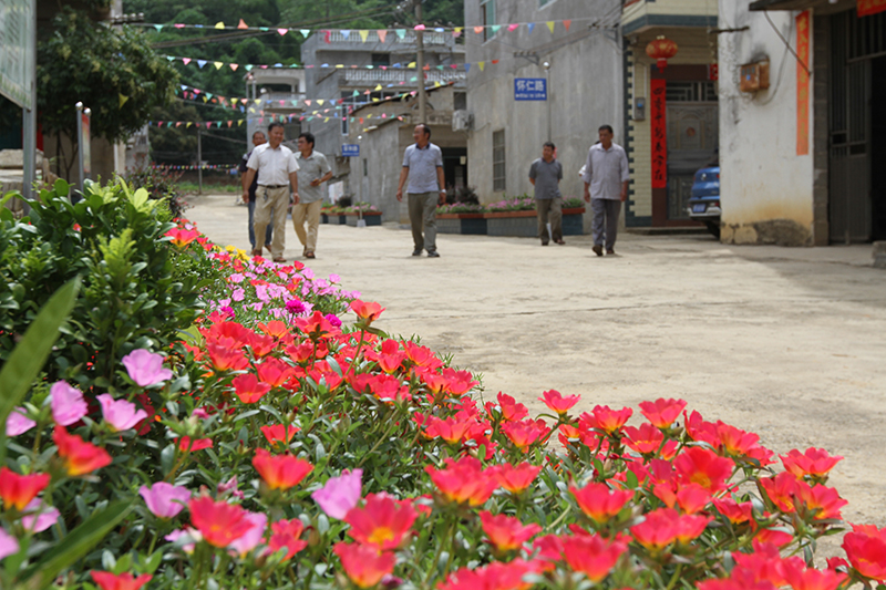 大新县榄圩乡荣圩村怀花屯见闻